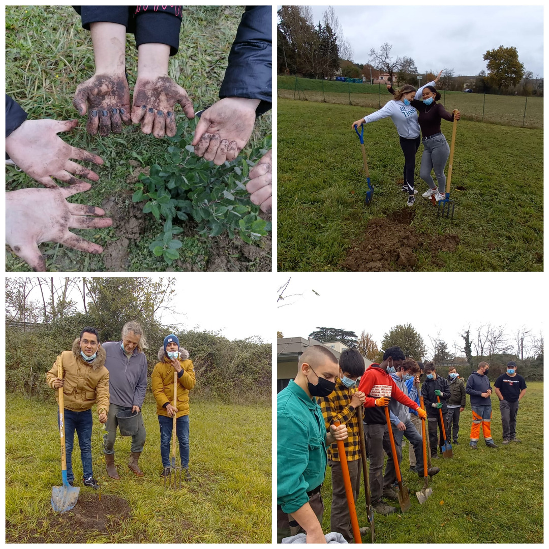 Plantation d&rsquo;arbre